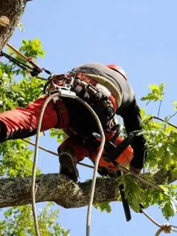 Tarif-elagage-arbre-en-hauteur-jardinier-paysagiste