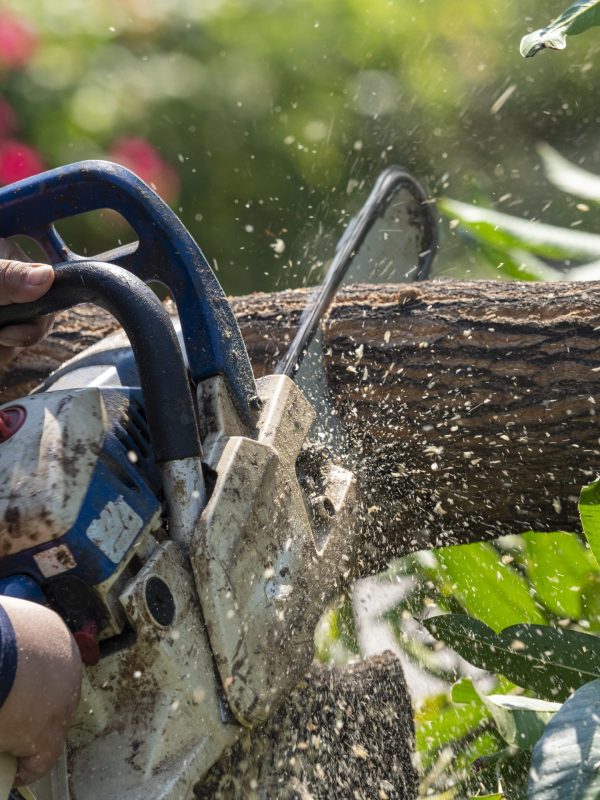 old white and blue chainsaw in fat worker's hand cutting big mango tree