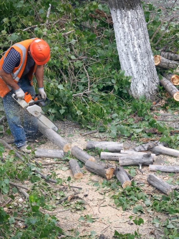 chainsaw-close-up-woodcutter-sawing-chain-saw-motion-sawdust-fly-sides