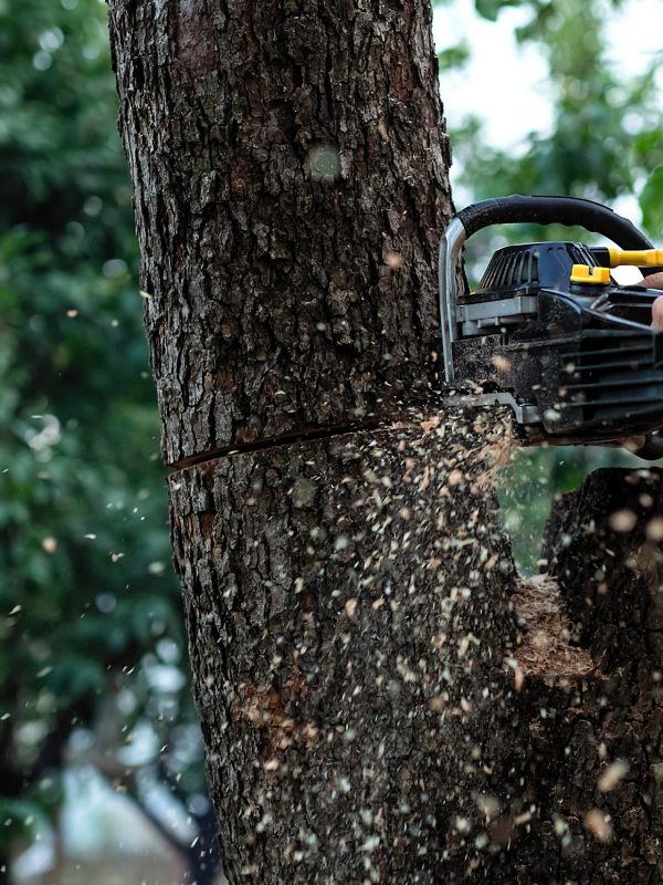 The trunk of the tree is sawn with a large saw.